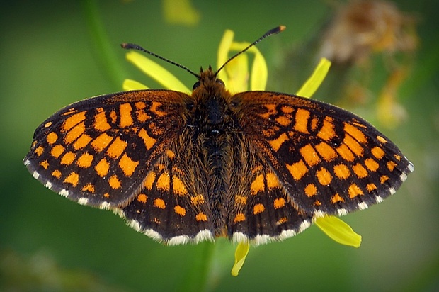 hnedáčik skorocelový (sk) / hnědásek jitrocelový (cz) Melitaea athalia (Rottemburg, 1775)