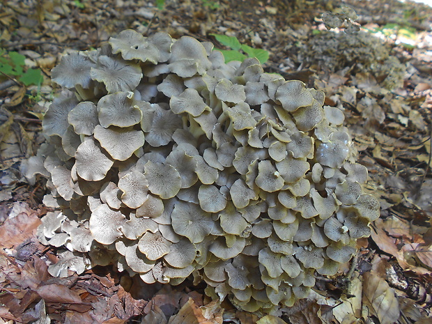 trúdnik klobúčkatý Polyporus umbellatus (Pers.) Fr.