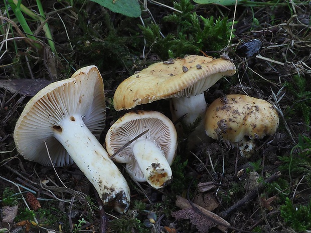 plávka smrekovcová Russula cf. laricina Velen.