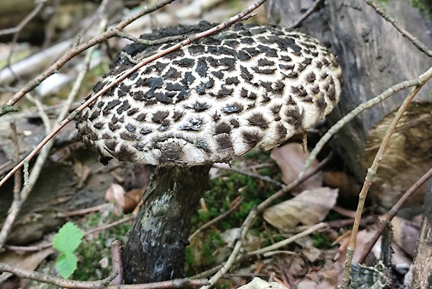 šiškovec šupinatý Strobilomyces strobilaceus (Scop.) Berk.