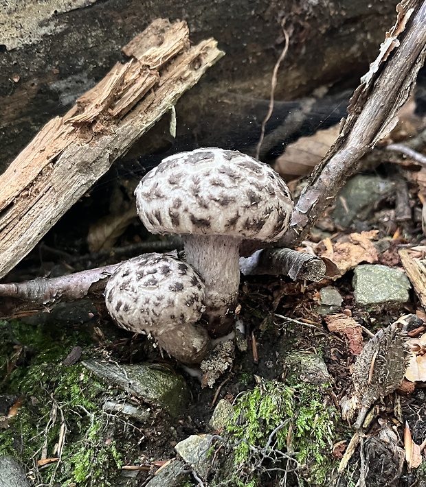 šiškovec šupinatý Strobilomyces strobilaceus (Scop.) Berk.