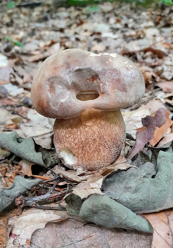 hríb dubový Boletus reticulatus Schaeff.