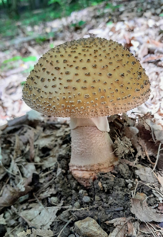 muchotrávka červenkastá Amanita rubescens Pers.