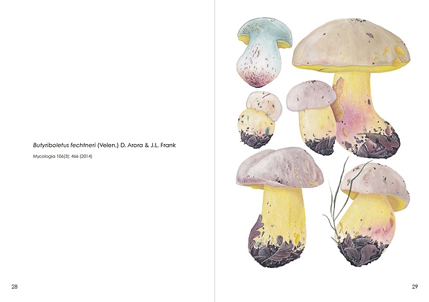 europan Boletes supplement 1