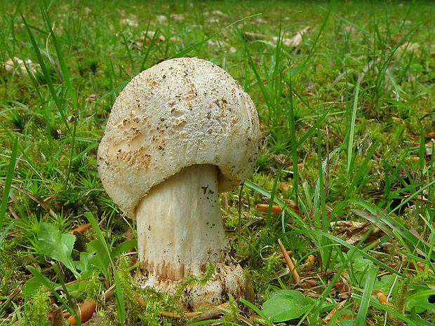 muchotrávka červenkastá Amanita rubescens Pers.