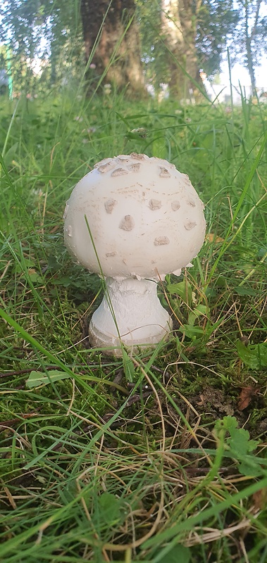 muchotrávka šiškovitá Amanita strobiliformis Gonn. & Rabenh.