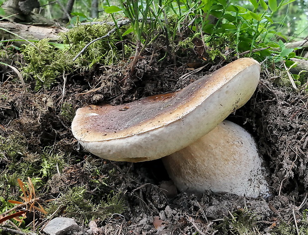 hríb smrekový Boletus edulis Bull.