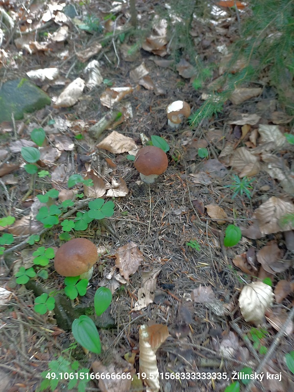 hríb smrekový Boletus edulis Bull.