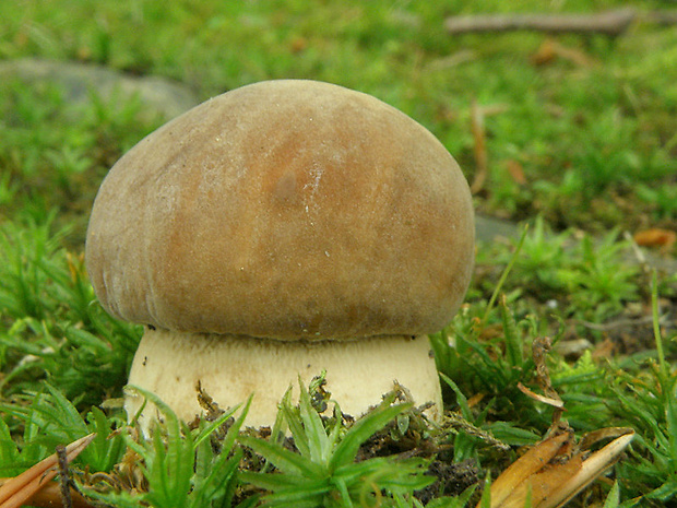 hríb dubový Boletus reticulatus Schaeff.