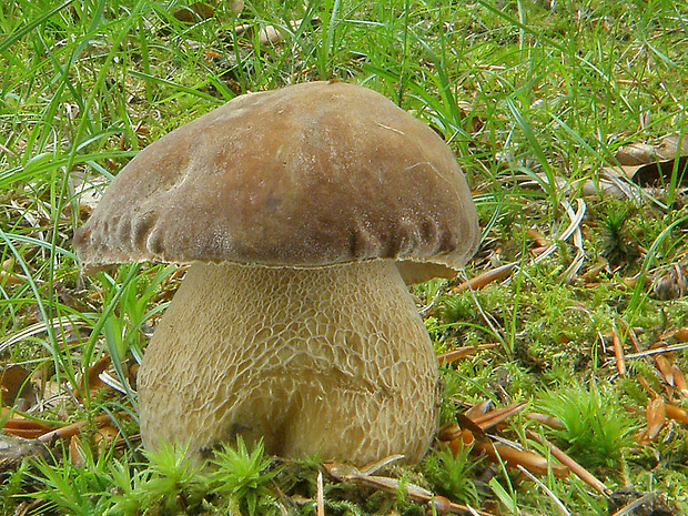 hríb dubový Boletus reticulatus Schaeff.