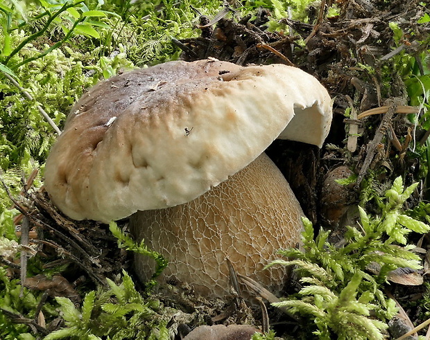 hríb dubový Boletus reticulatus Schaeff.