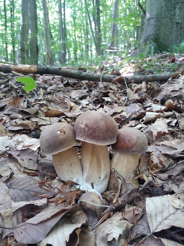 hríb dubový Boletus reticulatus Schaeff.