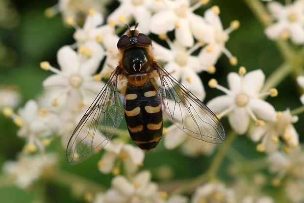 pestrica ♀ Eupeodes lapponicus (Zetterstedt, 1838)