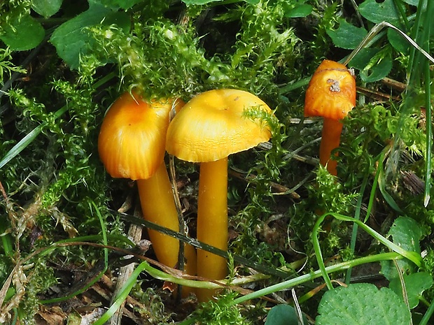 lúčnica blednúca Hygrocybe insipida (J.E. Lange ex S. Lundell) M.M. Moser