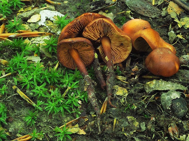 koreňovica matná Phaeocollybia jennyae (P. Karst.) Romagn.