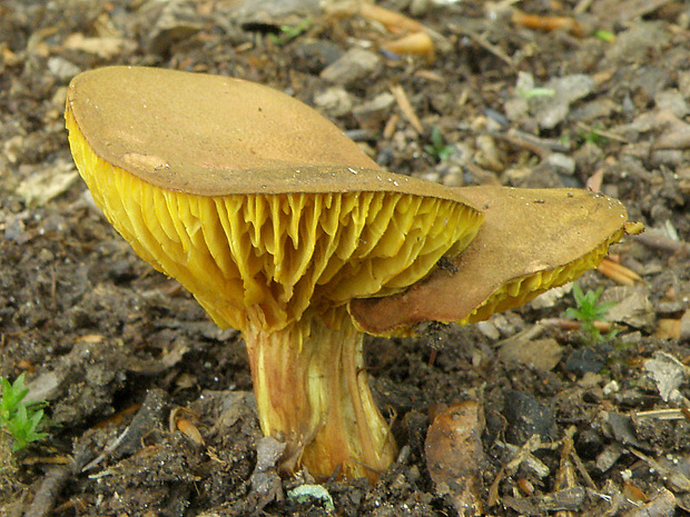 lupeňopórovec červenožltý Phylloporus rhodoxanthus (Schwein.) Bres.