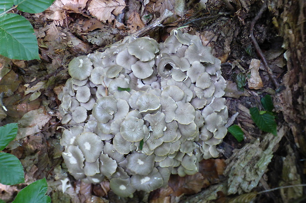 trúdnik klobúčkatý Polyporus umbellatus (Pers.) Fr.