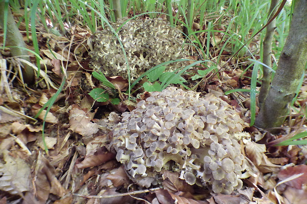 trúdnik klobúčkatý Polyporus umbellatus (Pers.) Fr.