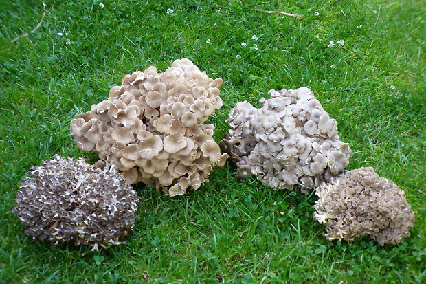 trúdnik klobúčkatý Polyporus umbellatus (Pers.) Fr.