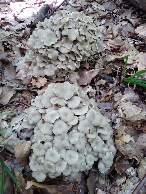 trúdnik klobúčkatý Polyporus umbellatus (Pers.) Fr.