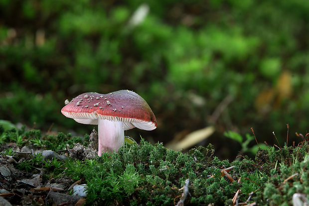 plávka úhľadná Russula rosea Pers.