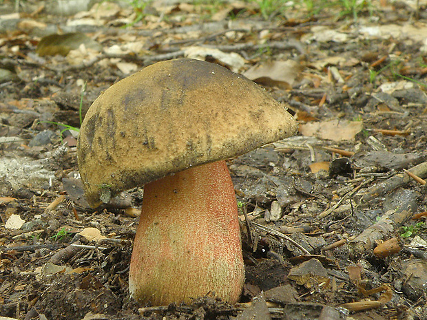 hríb zrnitohlúbikový Sutorius luridiformis (Rostk.) G. Wu & Zhu L. Yang