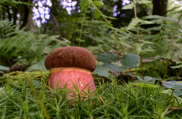 hríb zrnitohlúbikový Sutorius luridiformis (Rostk.) G. Wu & Zhu L. Yang