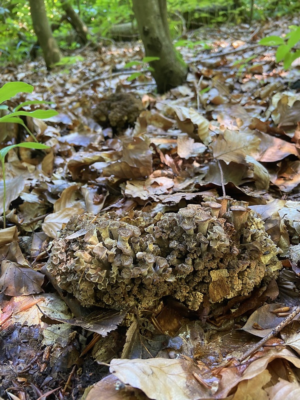 trúdnik klobúčkatý Polyporus umbellatus (Pers.) Fr.