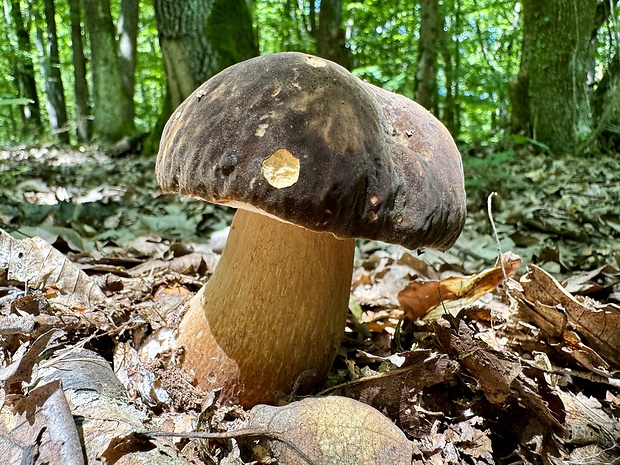 hríb bronzový Boletus aereus Bull. ex Fr.