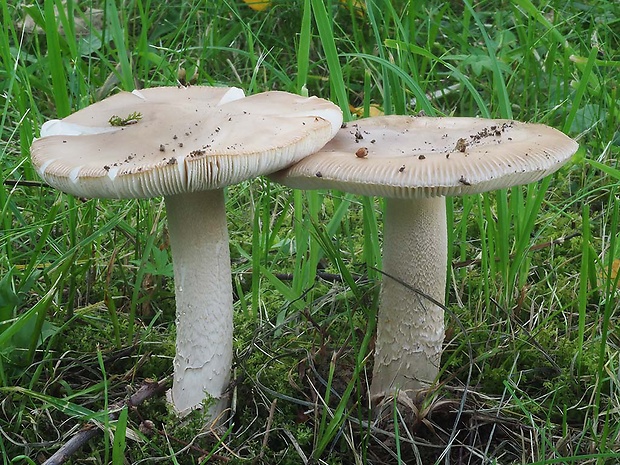 muchotrávka umbrovožltá Amanita battarrae (Boud.) Bon