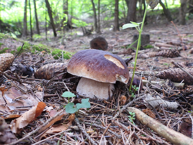 hríb smrekový Boletus edulis Bull.