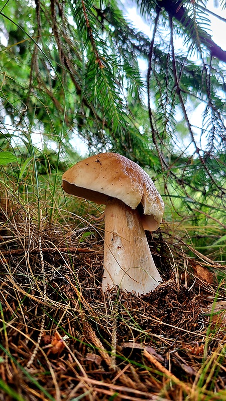 hríb smrekový Boletus edulis Bull.