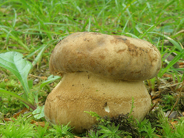 hríb dubový Boletus reticulatus Schaeff.