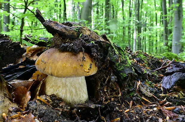 hríb dubový Boletus reticulatus Schaeff.