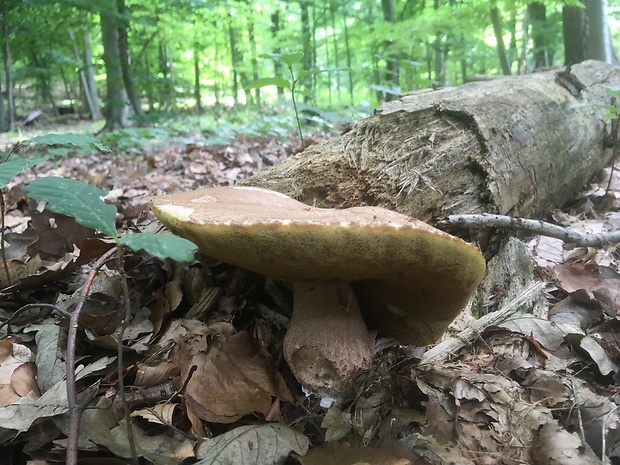 hríb dubový Boletus reticulatus Schaeff.