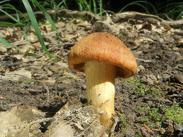 pavučinovec plyšový Cortinarius orellanus Fr.