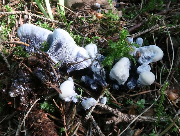 jelenkovka voňavá Hydnellum suaveolens (Scop.) P. Karst.