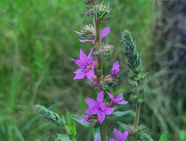 vrbica vŕbolistá Lythrum salicaria L.