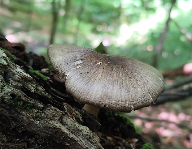 štítovka jelenia Pluteus cervinus (Schaeff.) P. Kumm.