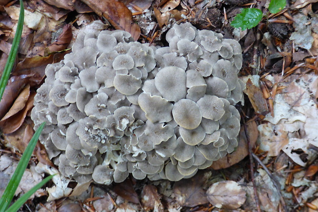 trúdnik klobúčkatý Polyporus umbellatus (Pers.) Fr.