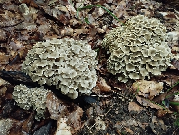 trúdnik klobúčkatý Polyporus umbellatus (Pers.) Fr.