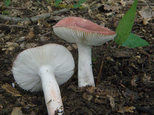 plávka Russula sp.