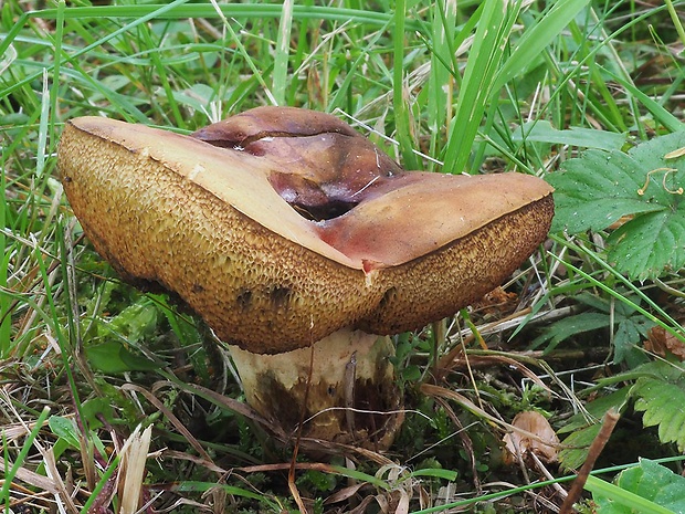 suchohríb uťatovýtrusný Xerocomellus porosporus (Imler ex Watling) Šutara