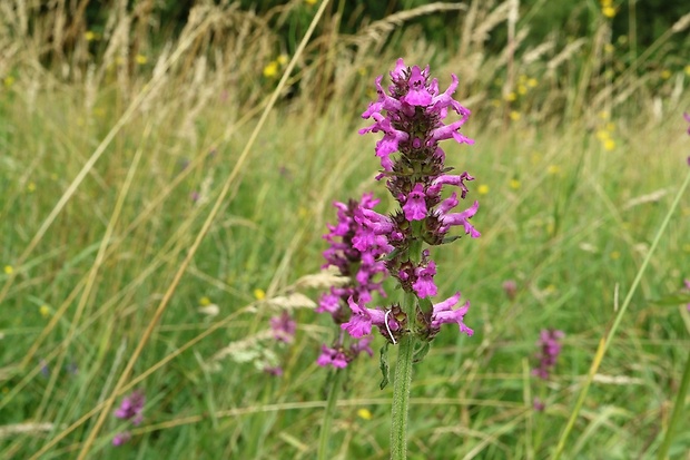 betonika lekárska Betonica officinalis L.