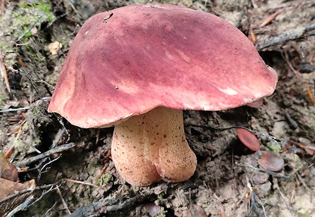 hríb sosnový Boletus pinophilus Pil. et Dermek in Pil.