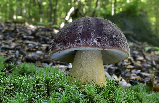 hríb sosnový Boletus pinophilus Pil. et Dermek in Pil.