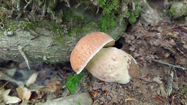 hríb dubový Boletus reticulatus Schaeff.