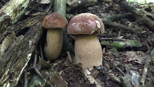 hríb dubový Boletus reticulatus Schaeff.