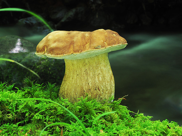 hríb dubový Boletus reticulatus Schaeff.