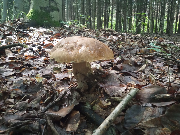 hríb dubový Boletus reticulatus Schaeff.